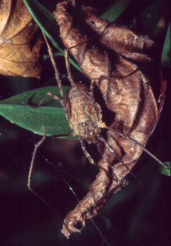 Thomisidae, Araneus, opilione